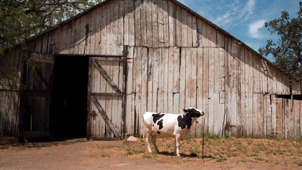Dairy cow standing beside a weathered wooden barn